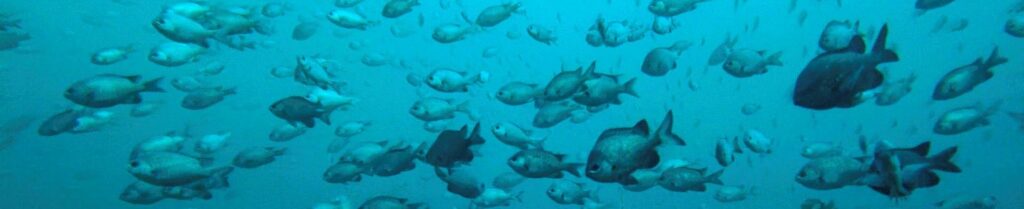 Ísland fullgildir samning um verndun úthafa