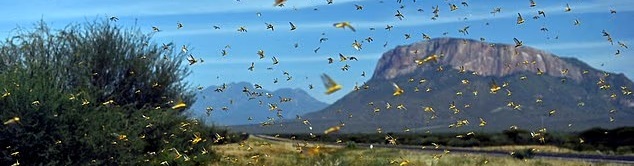 Ógnvænleg viðvörun til mannkyns þar sem skordýr hafa á dularfullan hátt „þagnað“