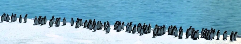 Af hverju vísindamenn eru hræddir um að keisaramörgæsir drepist