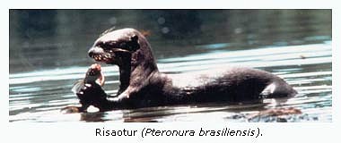 risaotur